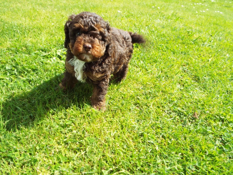 American Cockerpoo/Spoodle Puppy63865348767874114