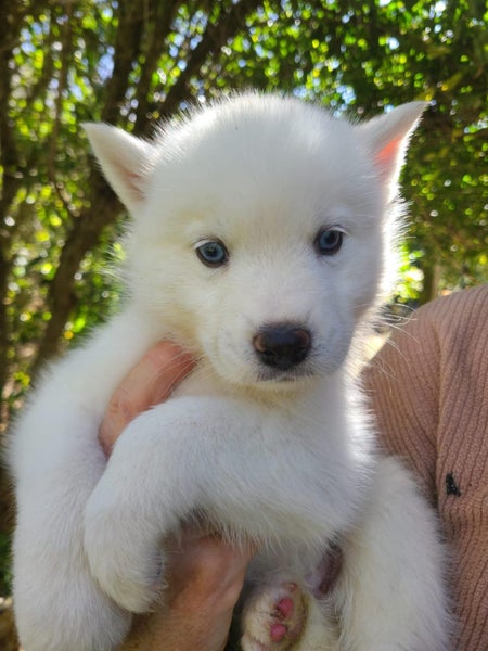 Samoyky Puppies for Sale63865348775425110