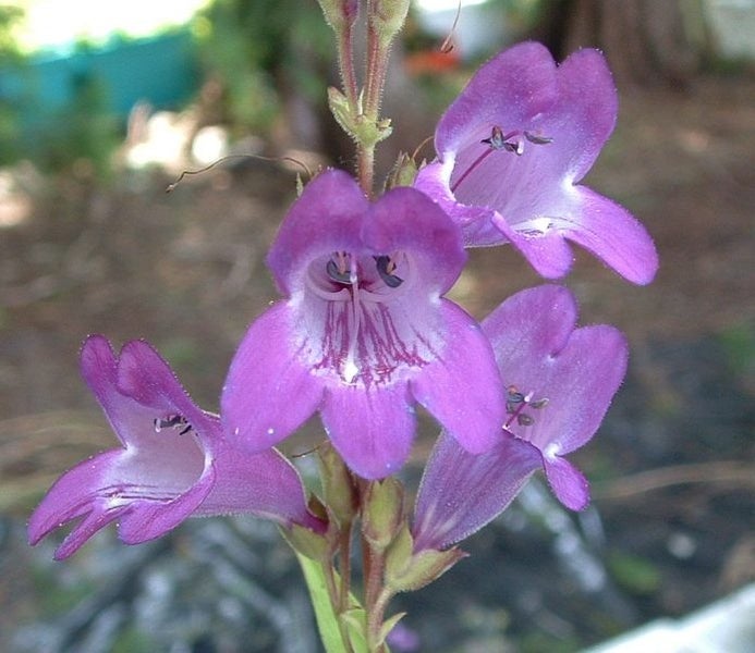 Penstemon Dwarf violet blue with white throat perennial excellent performer Carousel 1