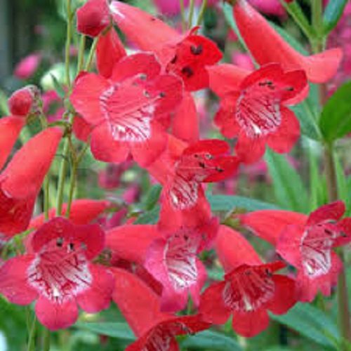 Penstemon King George bright cheery red trumpet shaped flowers perennial Carousel 1