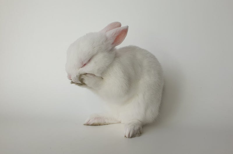 Gorgeous rabbits for sale, Jersey Wooly, Netherland Dwarf, pick up Helensville Carousel 2