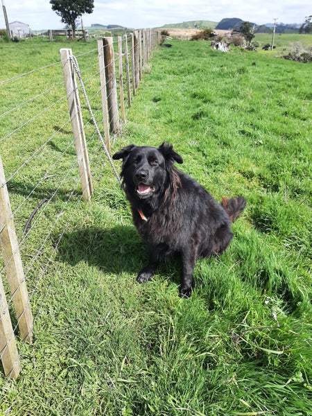 Smart, Loyal Alsatian/Mix Needs New Family Carousel 1
