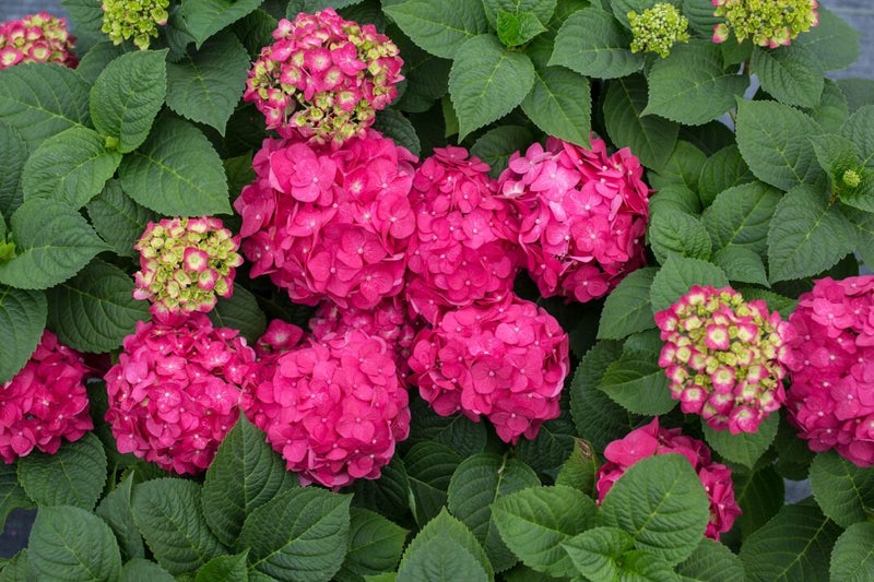 Hydrangea 4.5L(MULTI COLOUR available - blue waves/snowball/ bridal bouquet etc) Carousel 9