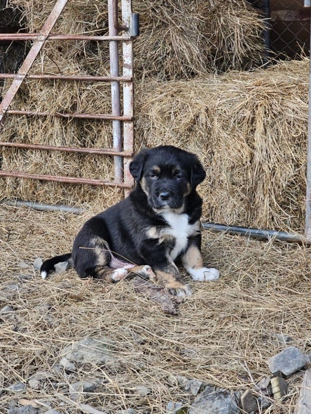 Golden Retreiever X puppies Carousel 1