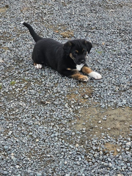 Golden Retreiever X puppies Carousel 2
