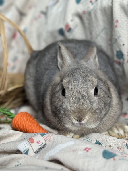 **Trained Netherland Dwarf Bunny Rabbits & Care Package** Carousel 20