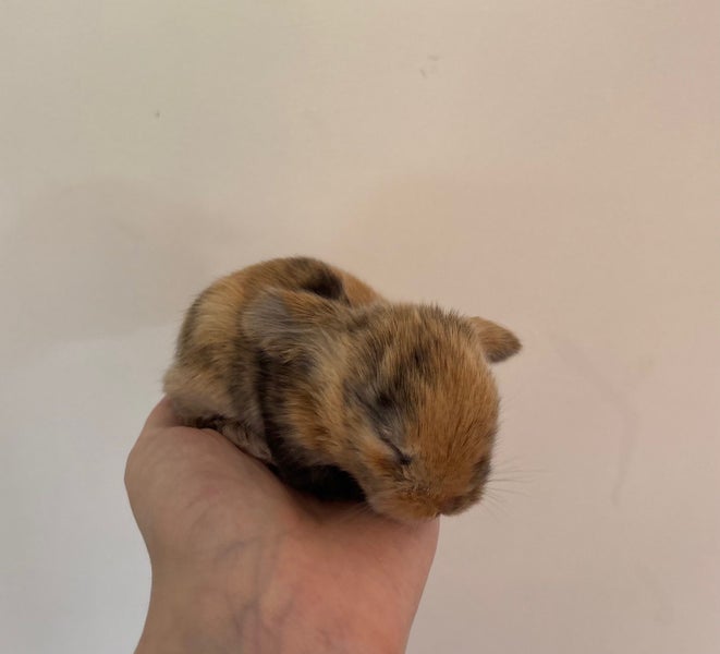 PUREBRED MINILOPS Carousel 7