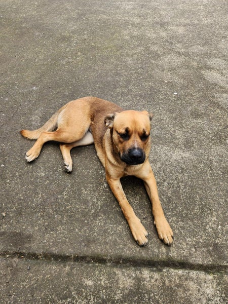 Friendly Faithful Fun Female Puppy (Desexed) Carousel 1