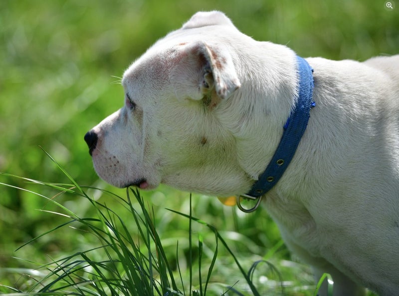 Ringo - 3 years old English Bulldog x, medium size, would prefer a male owner Carousel 2