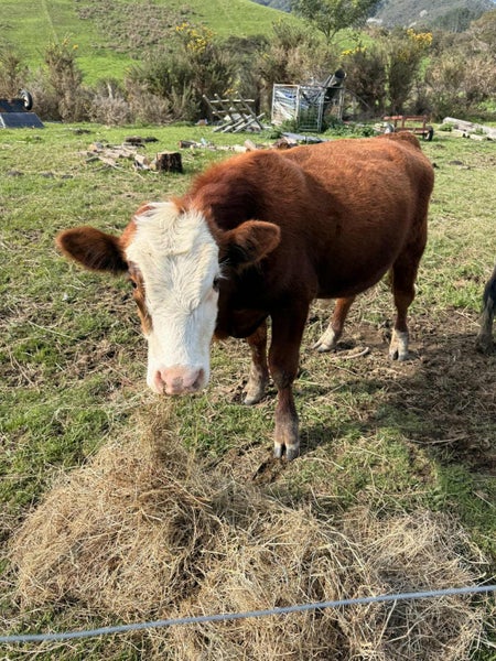 White face beefy bull, yearling Carousel 2