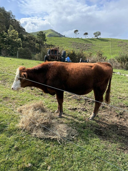 White face beefy bull, yearling Carousel 1