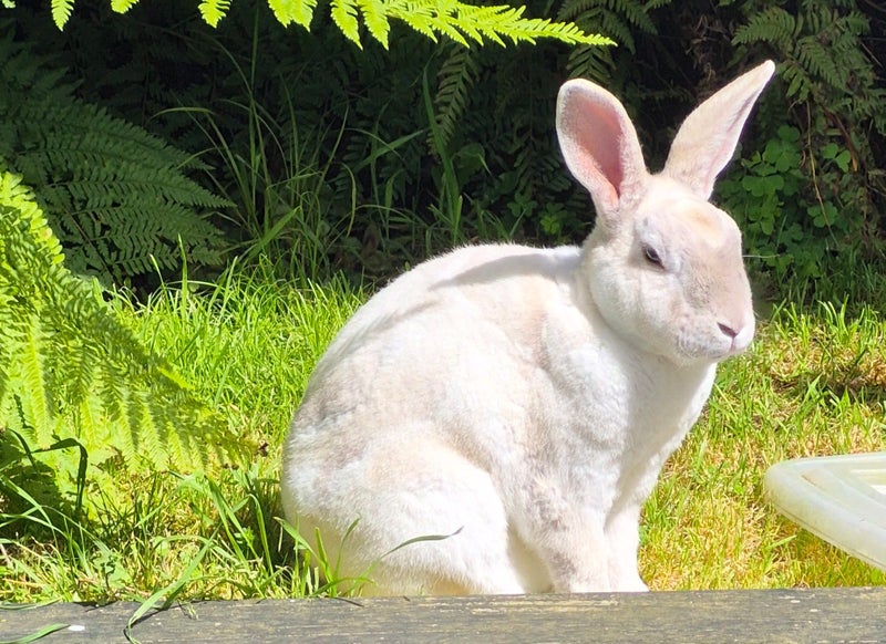 2 x Rex Male Rabbits Carousel 1