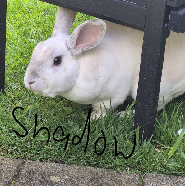 2 x Rex Male Rabbits Carousel 2