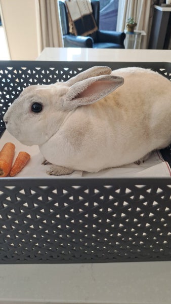 2 x Rex Male Rabbits Carousel 5