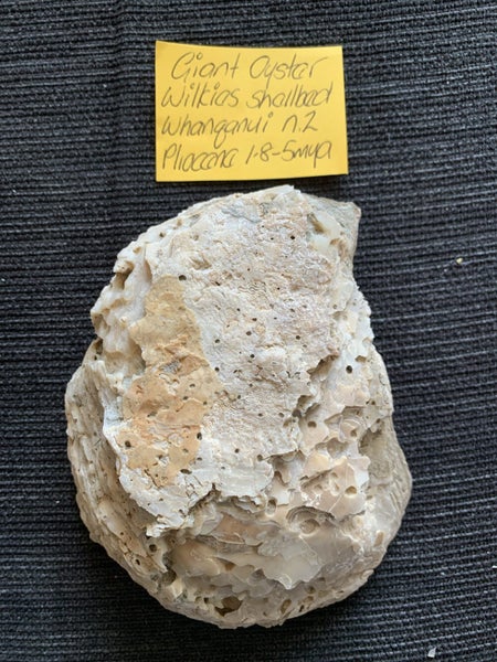 NZ Giant Oyster Fossil Carousel 1