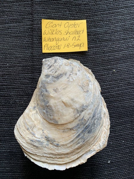 NZ Giant Oyster Fossil Carousel 2