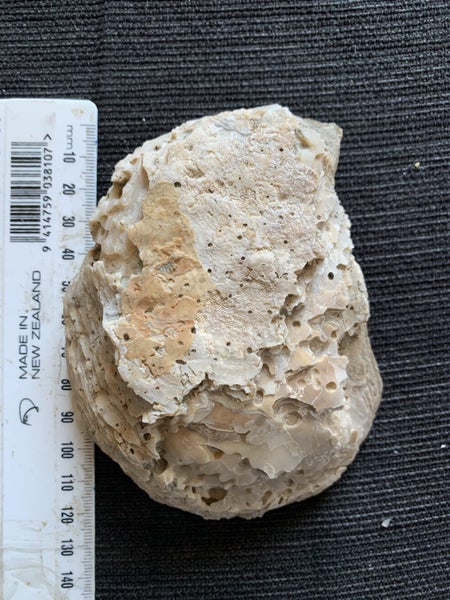 NZ Giant Oyster Fossil Carousel 3