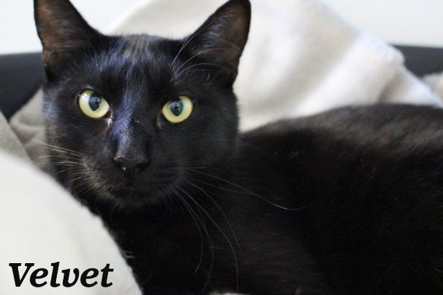 Cats Protection Canterbury - New Arrivals 30/9/25 Carousel 2