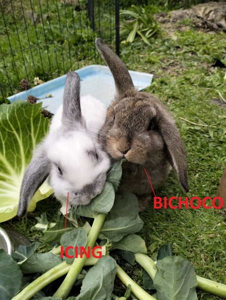 MINILOP RABBITS Carousel 1