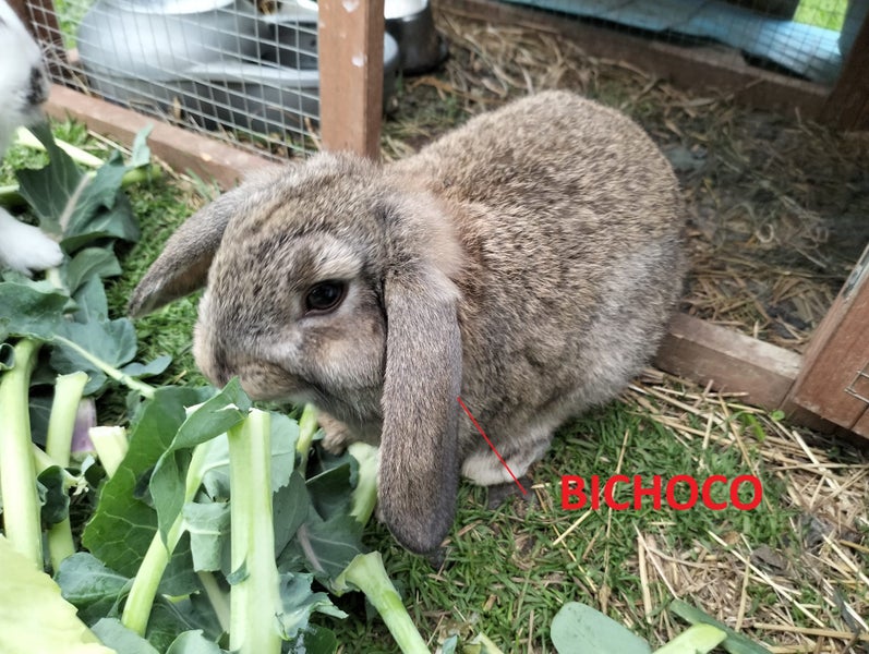 MINILOP RABBITS Carousel 6