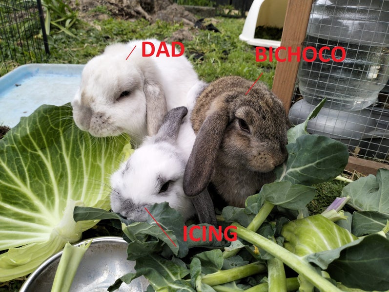 MINILOP RABBITS Carousel 2
