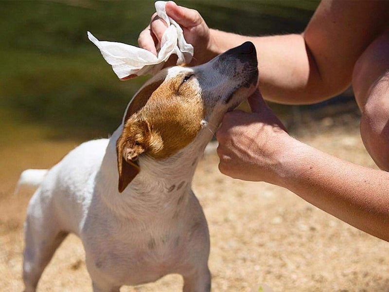Pet Wipes - Sale Sale NZ Stock Deal Carousel 8