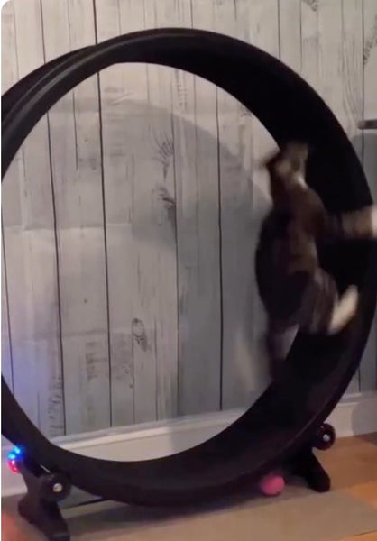 Gen 7 Cat Exercise Wheel & Replacement Parts One Fast Cat Unused & Assembled63906661869057113