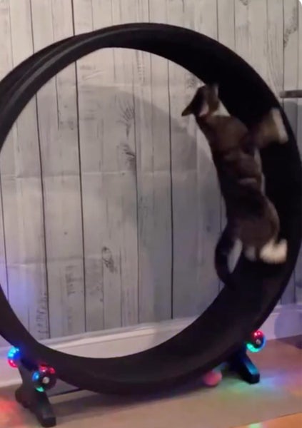 Gen 7 Cat Exercise Wheel & Replacement Parts One Fast Cat Unused & Assembled Carousel 2