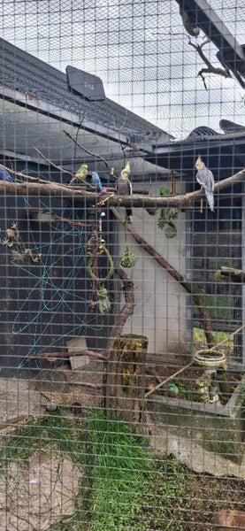 Budgies Carousel 1