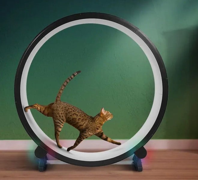 Gen 7 Cat Exercise Wheel & Replacement Parts One Fast Cat Unused & Assembled Carousel 1