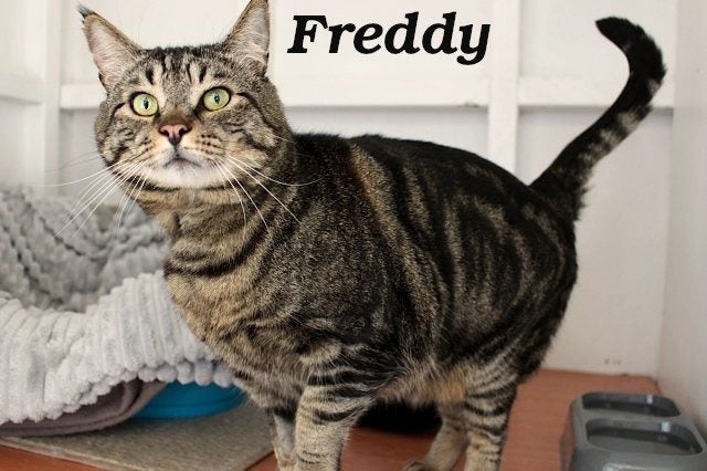Cats Protection Canterbury - New Arrivals 30/9/25 Carousel 1