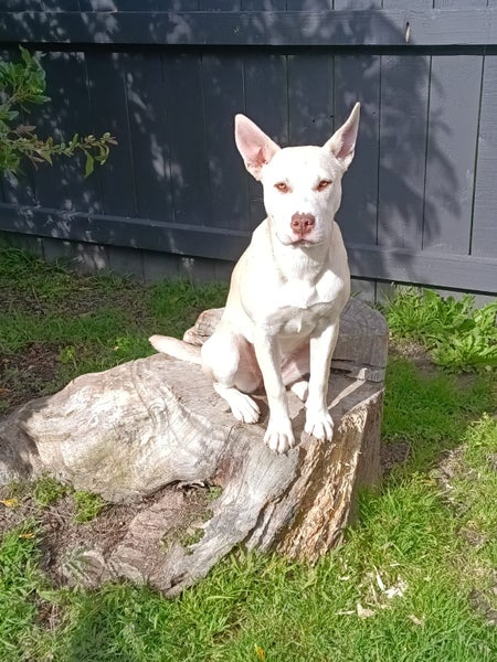 Ember (Ellie's Canine Rescue & Rehome) Carousel 1