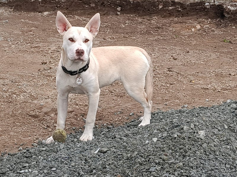 Ember (Ellie's Canine Rescue & Rehome) Carousel 2