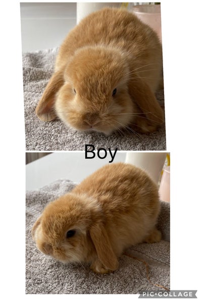 Purebred Harliquin mini lops Carousel 1