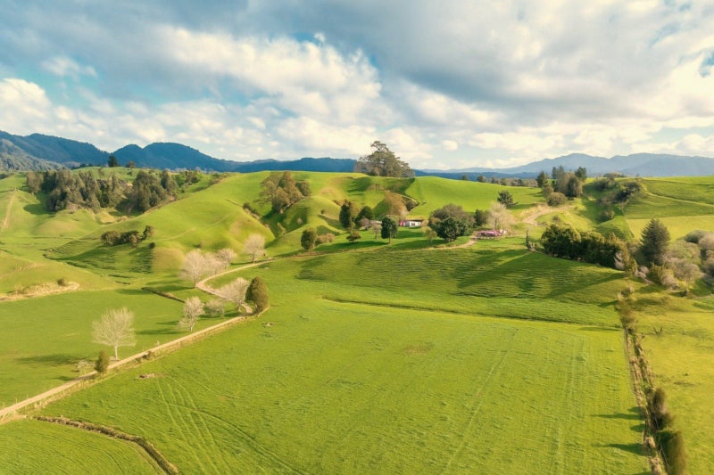 Coastal Bay of Plenty dairy support or dry stock63908279258243110