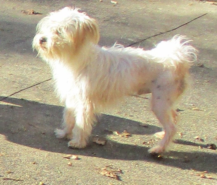 HUMANE SOCIETY RESCUE DOG - AJ AN 18 MONTH OLD TERRIER Carousel 1