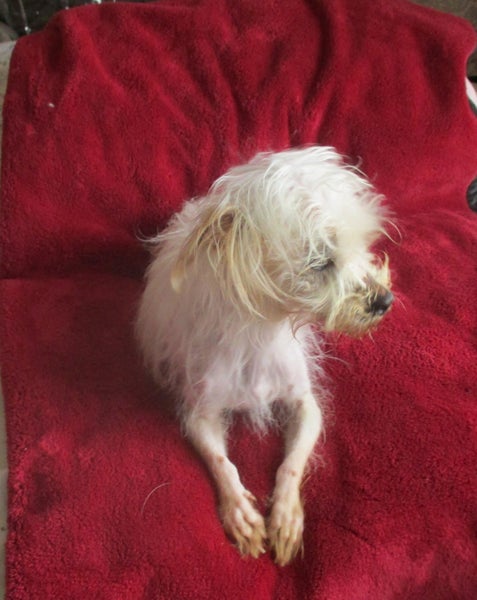 HUMANE SOCIETY RESCUE DOG - AJ AN 18 MONTH OLD TERRIER Carousel 2