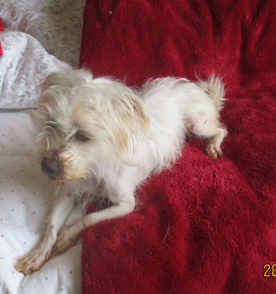 HUMANE SOCIETY RESCUE DOG - AJ AN 18 MONTH OLD TERRIER Carousel 3