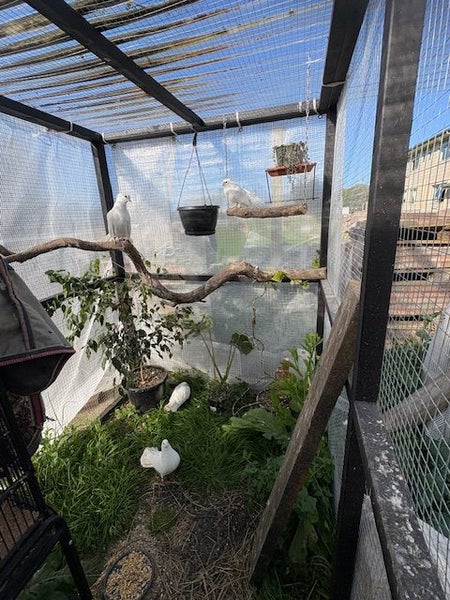 Double aviary. Includes 26 Fantail Pigeons and 7 squabs63987774107139110