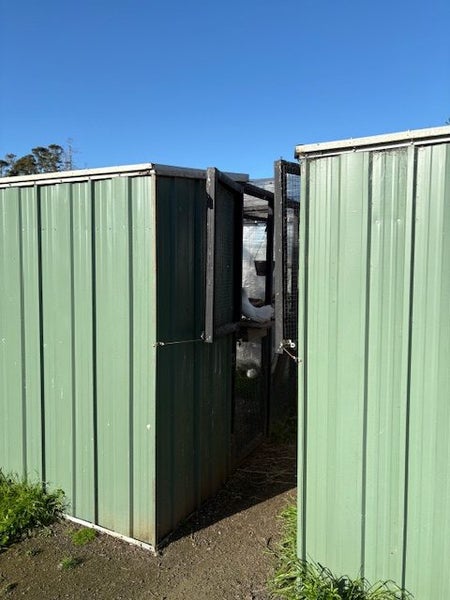 Double aviary. Includes 26 Fantail Pigeons and 7 squabs63987774107139111