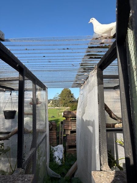 Double aviary. Includes 26 Fantail Pigeons and 7 squabs63987774107139112