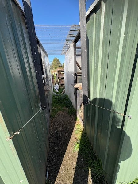 Double aviary. Includes 26 Fantail Pigeons and 7 squabs63987774107139113