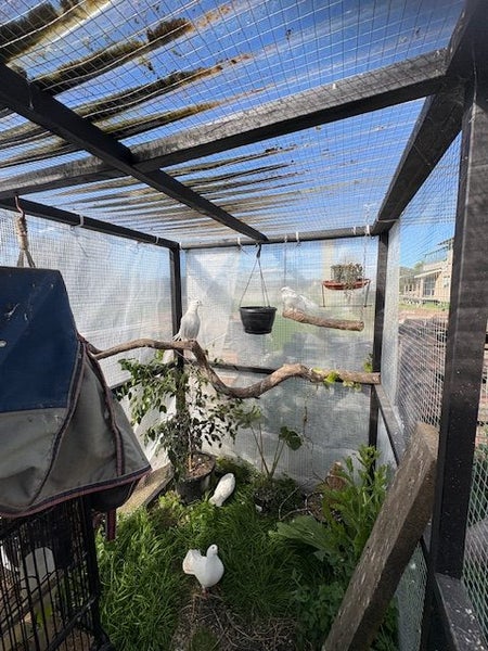 Double aviary. Includes 26 Fantail Pigeons and 7 squabs63987774107139114
