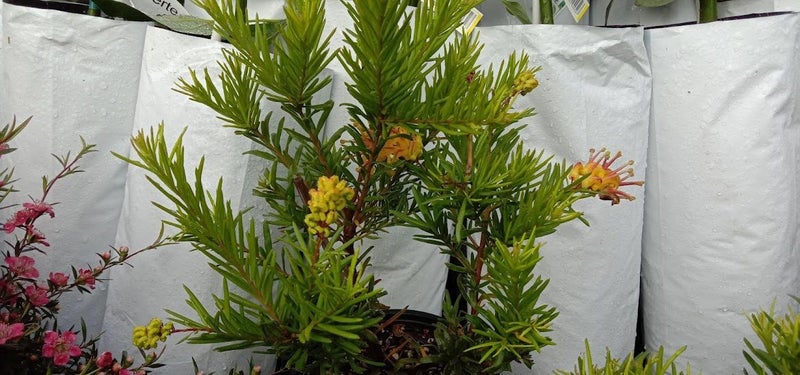 GREVILLEA 'EUREKA' Carousel 1