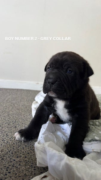 SHAPEI/STAFFY PUPPIES Carousel 2