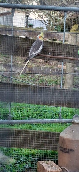 Budgies Carousel 4