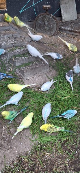 Budgies Carousel 2