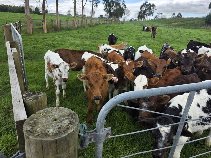 Quality spring weaners64307229651201111