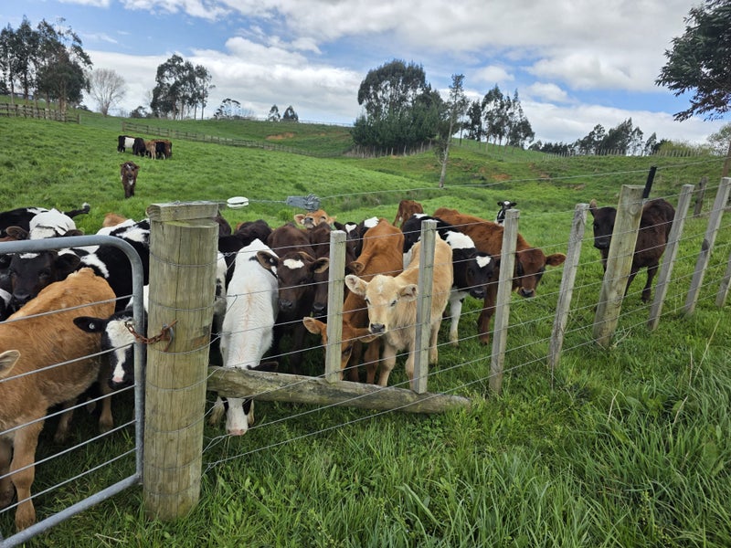 Quality spring weaners64307229651201113