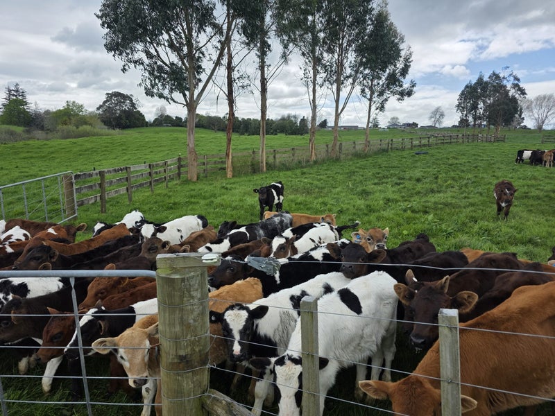 Quality spring weaners64307229651201114